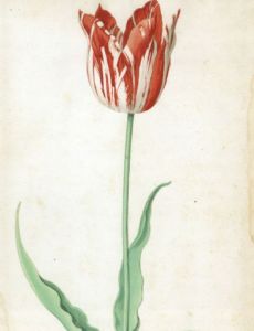 Pieter Holsteyn II