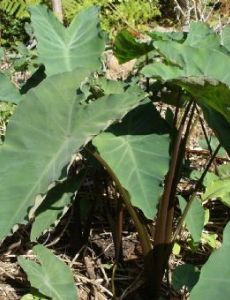 Taro