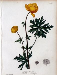 Edouard Hocquart