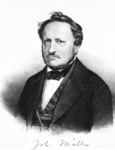 Johannes Peter Müller