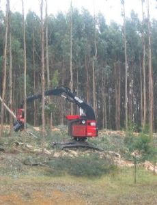 Pulpwood