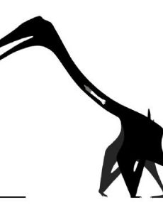 Nipponopterus