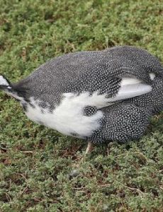 Domestic guineafowl