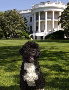 Bo (White House Pet)