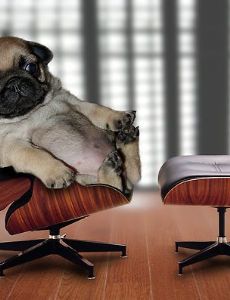 Top Dog (rapper)