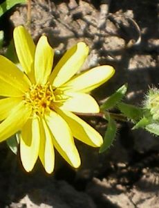 Pentachaeta lyonii