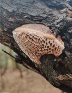 Hexagonia vesparia