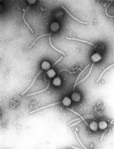 Virology