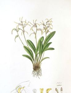 Florence Woolward
