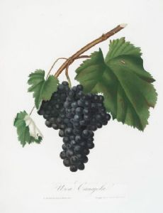 Georges Gallesio