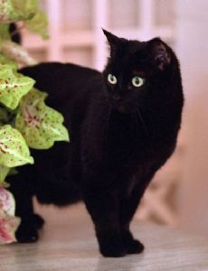 India (cat)