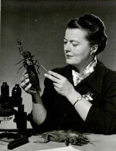 Alice Gray