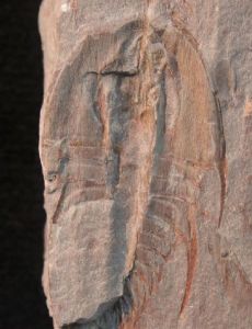 Carrara Formation