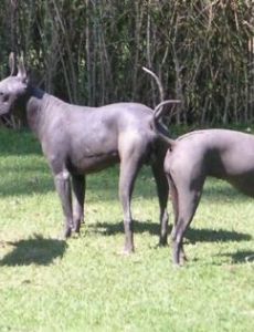 Mexican Hairless Dog