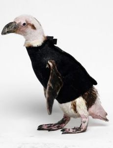 Pierre (penguin)