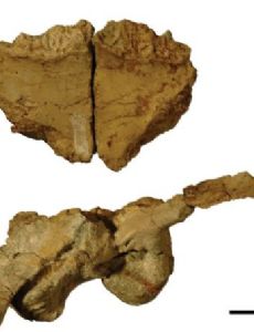 Transylvanosaurus