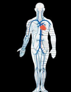 Vein