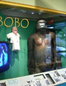 Bobo (gorilla)