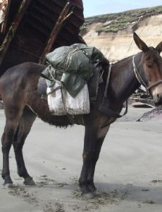 Mule