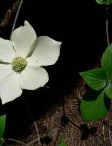 Cornus nuttallii