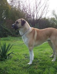 Anatolian Shepherd