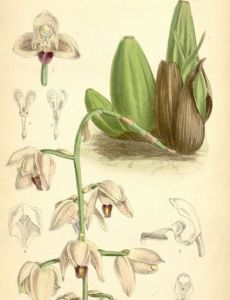 Anne Henslow Barnard