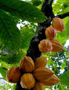 Theobroma cacao