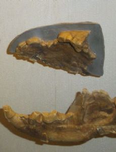 Borophagus diversidens