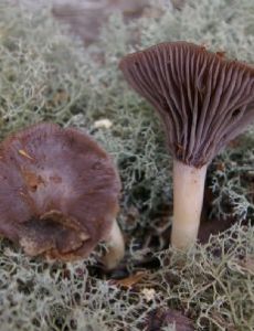 Cuphophyllus lacmus