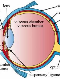 Intracameral injection