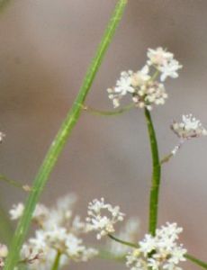 Platysace filiformis