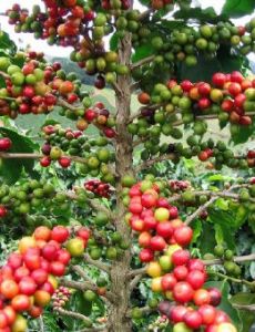 Khawlani Coffee Beans