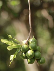 Macadamia