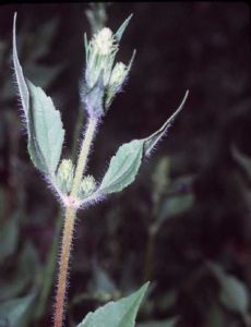 Iva annua