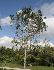 Sideroxylon foetidissimum