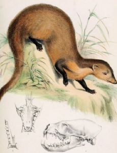 Collared mongoose