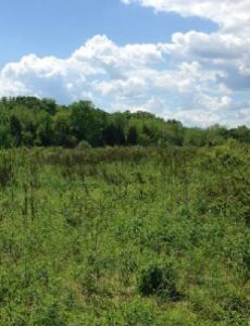 Hutcheson Memorial Forest