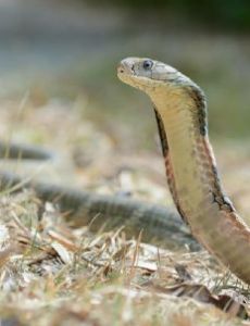 King cobra