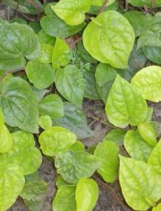 Betel