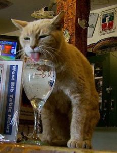 Stubbs (cat)