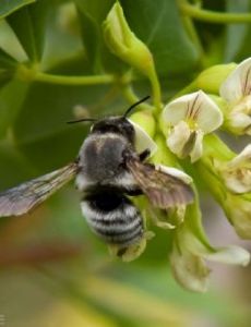 List of Taxa named by Gaspard Auguste Brullé FamousFix List