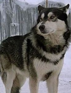 Jed (wolfdog)