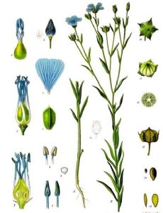 Flax