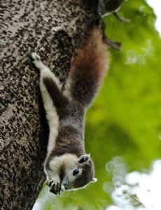 Finlayson's squirrel
