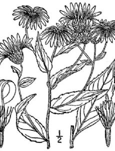 Eurybia radula