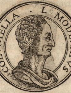Columella