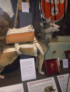 Bing (dog)