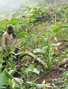 Subsistence agriculture