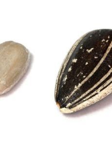 Sunflower seed