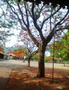 Mysore Race Course